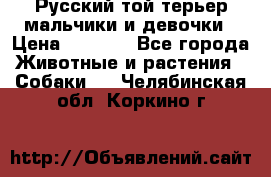 Русский той-терьер мальчики и девочки › Цена ­ 8 000 - Все города Животные и растения » Собаки   . Челябинская обл.,Коркино г.